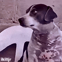 Dog Looking GIF