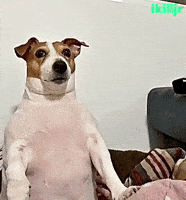 Dog Staring GIF