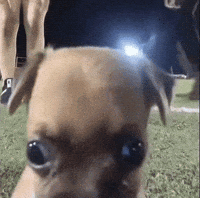Close Up What GIF