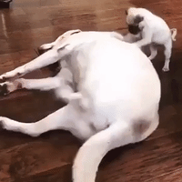 Pug Scratches Back of Much Larger Dog