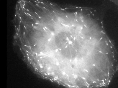 STEM_Army giphygifmaker GIF