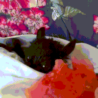 candy fruit GIF