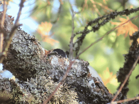 ingovalgma giphyupload GIF