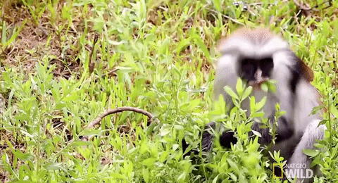 worldâs deadliest GIF by Nat Geo Wild 