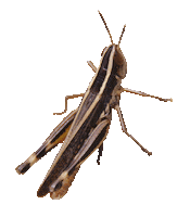 Photo Moving Sticker