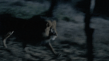 MikeASoto giphyupload lion wild animal tammy and the t-rex GIF