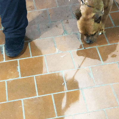 dog show GIF by Westminster Kennel Club