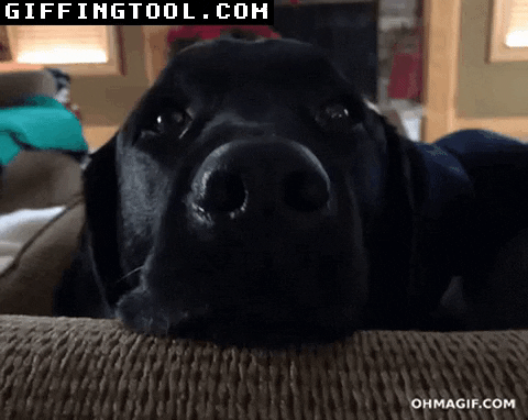 giphyupload GIF