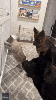 Cats and Dogs Inspect Newborn Baby Sleeping in Crib