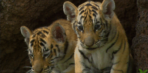 big cats tiger GIF by Head Like an Orange