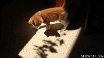 cat lying down GIF by Cheezburger