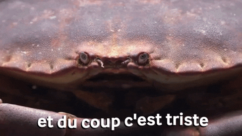 neivounid giphygifmaker sad triste crab GIF