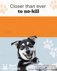 Adopt Animal Rescue GIF by Best Friends Animal Society