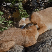 Pbs Nature Falling GIF by Nature on PBS