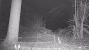 Val Di Sole Wildlife GIF by ursus adventures