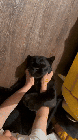 NeverFreakinMind giphyupload GIF