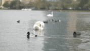 Like Father Like Son Water GIF by City of Orlando