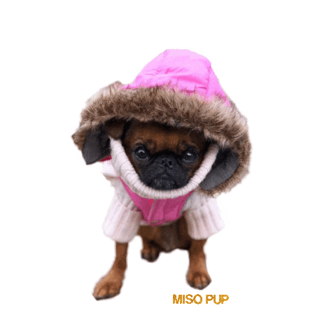 brussels griffon dog Sticker by MISO PUP