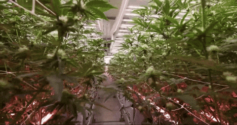 Bloom Andrew GIF by Exclusive Brands