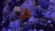 Christmas Tree Worm GIF by Oceana