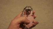 hedgehog tummy GIF