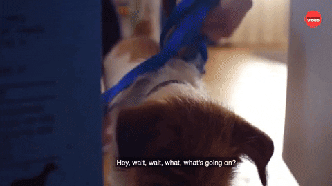 Whats Going On Dogs GIF by BuzzFeed