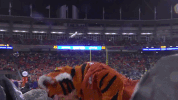 clemson GIF