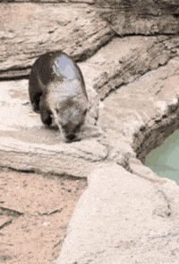 River Otter Running GIF by John Ball Zoo