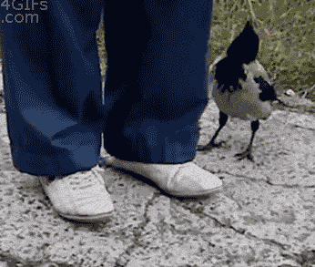 bird GIF