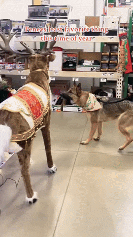 cuteanimalland giphyupload GIF