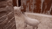goats GIF by Party Down South