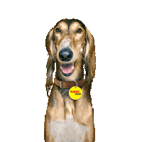 Saluki Sticker by Super zoo