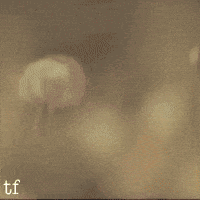 Choi Seung Hyun Ttt GIF