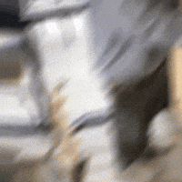 Jersey Mikes What GIF