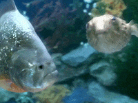 The Salmon Dance GIF by The Chemical Brothers
