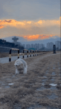 lulu__mix dog 강아지 인절미 노을 GIF