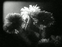 black and white vintage GIF by Okkult Motion Pictures