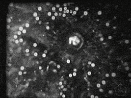 black and white vintage GIF by Okkult Motion Pictures