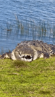 Enormous Crocodile Sunbathes by Pond