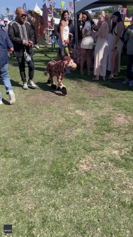 'Giraffe Dog' Spotted in San Diego