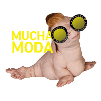 Trendo moda trendo trendomx mucha moda Sticker