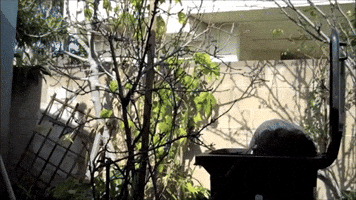 Best of Opossum Lady