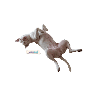 Sticker by Vida Bull