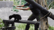 sun bear indonesia GIF