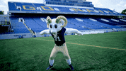navyathletics go navy navy football beat army navy athletics GIF