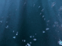 The Salmon Dance GIF by The Chemical Brothers
