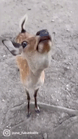 Polite Deer Bows for Treats in Japan