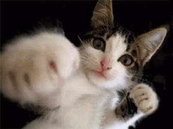 Angry Cat 3Gif GIF by memecandy