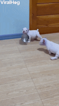 Dogs Puppies GIF by ViralHog