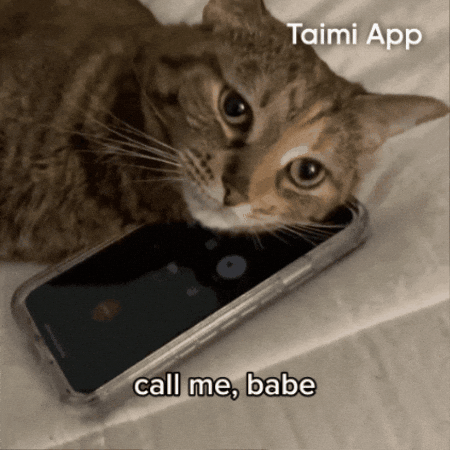 Call Me Cats GIF by Taimi